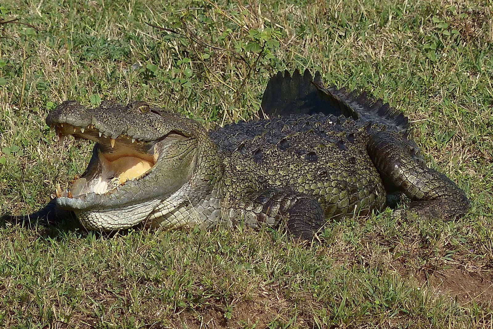 Crocodile in Yala National Park